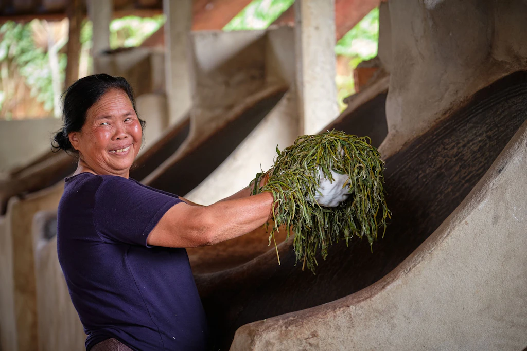 Tea processing and Harvesting at Yod Pieng tea plantation.